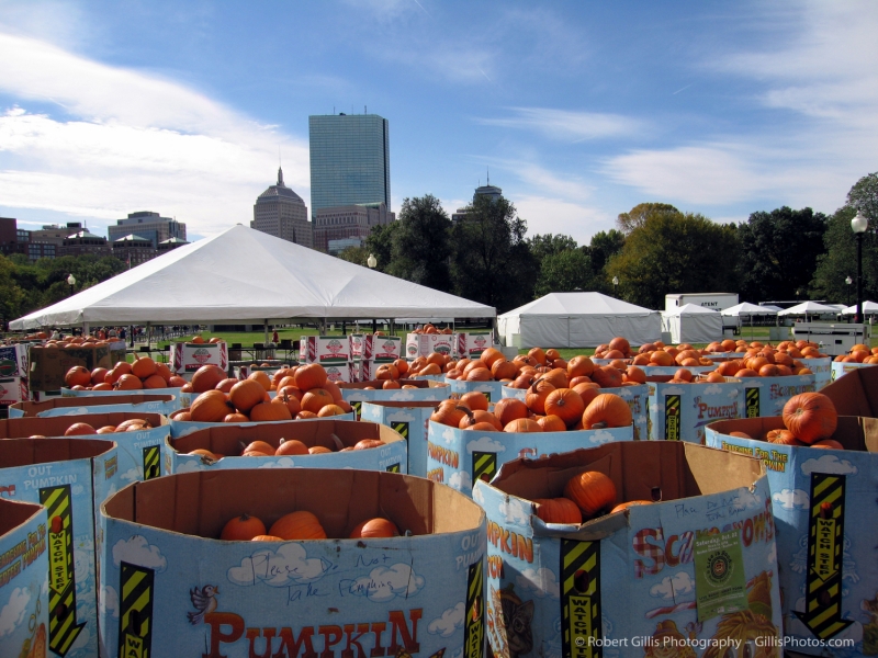 11 Pumpkins