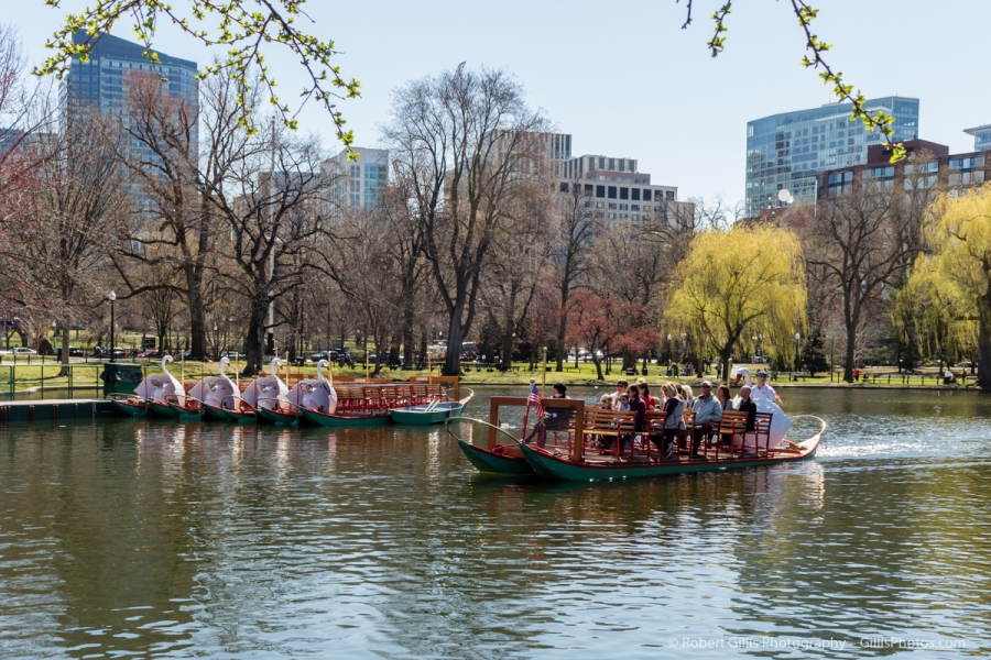 31 Boston Public Garden and Swan Boats