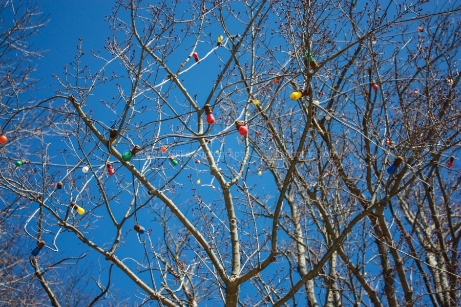 063 La Salette at Christmas - These tall tree lights stay up all year