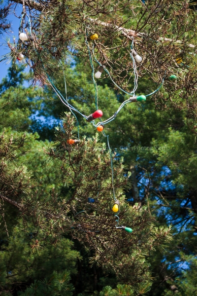 084 La Salette at Christmas - Summer -- These tall tree lights stay up all year