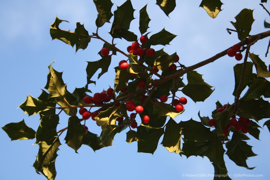 11 Christmas Still Life - Holly Tree