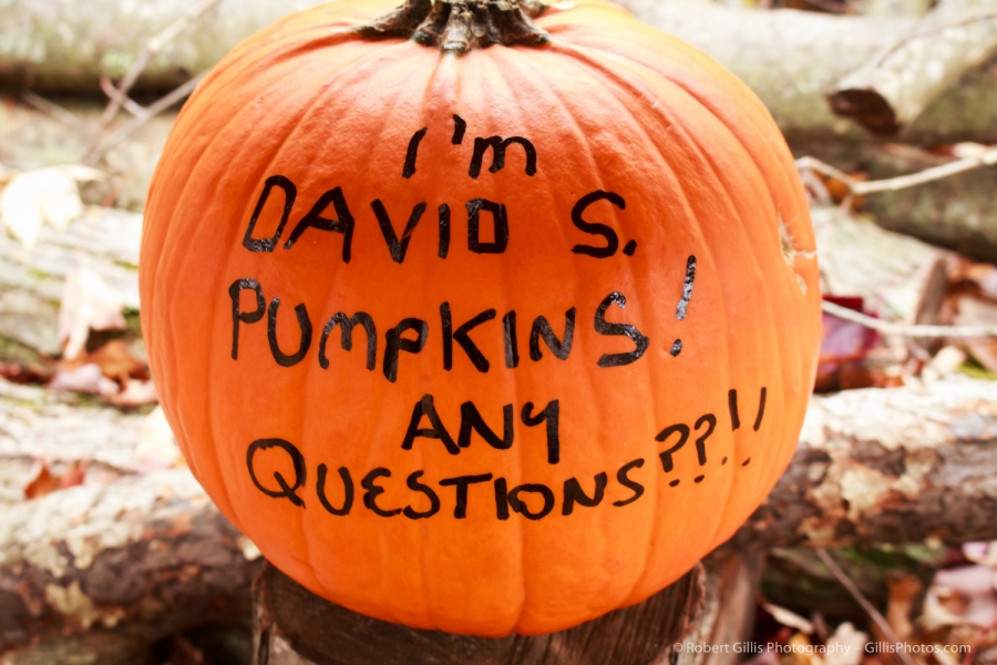 07 JackOLantern - David S Pumpkins - Any Questions