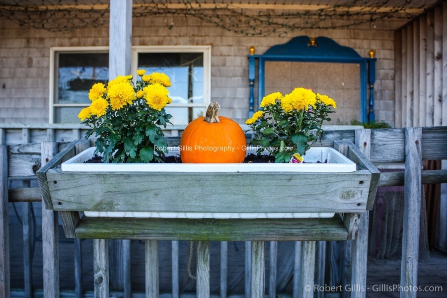 004-RI-Narragansett-Galilee-Pumpkin-and-Mums