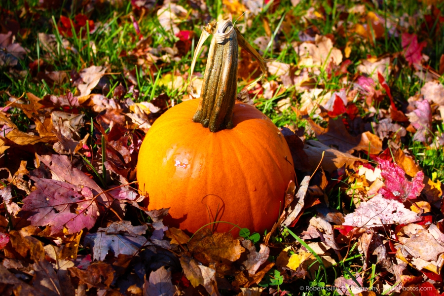 02 Pumpkins and Leaves