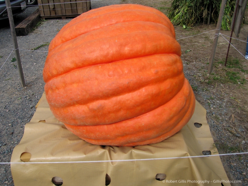 03 Pumpkins - Great Pumpkin