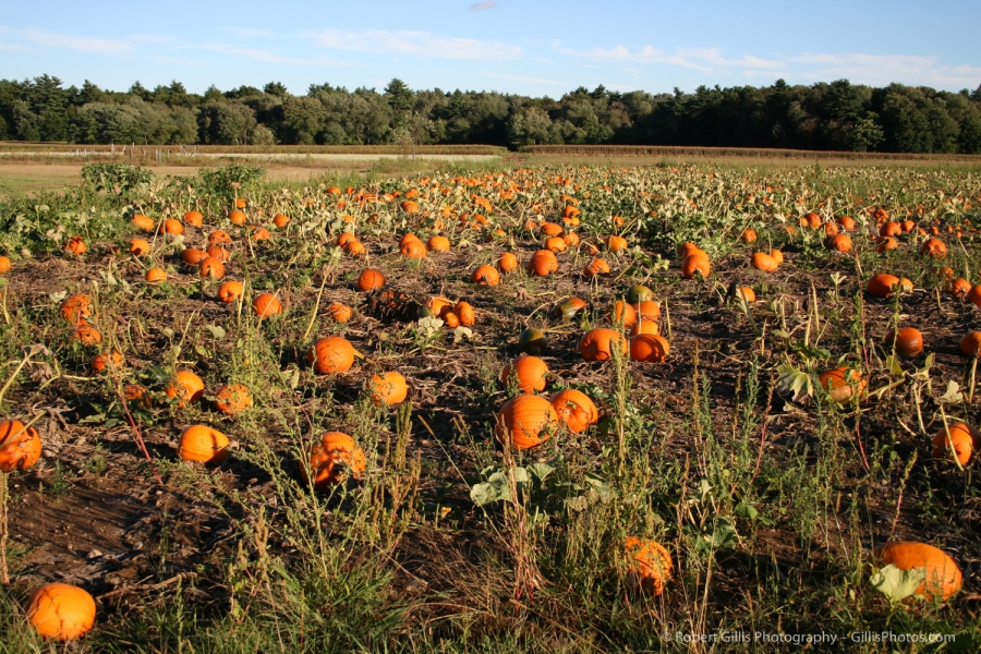 04 Pumpkins - Pumpkin Patch