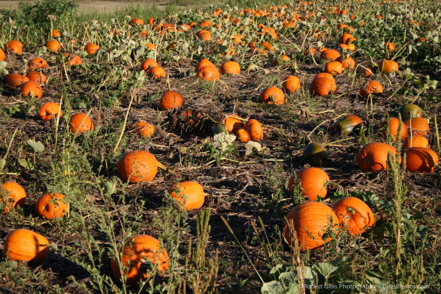 05 Pumpkins - Pumpkin Patch