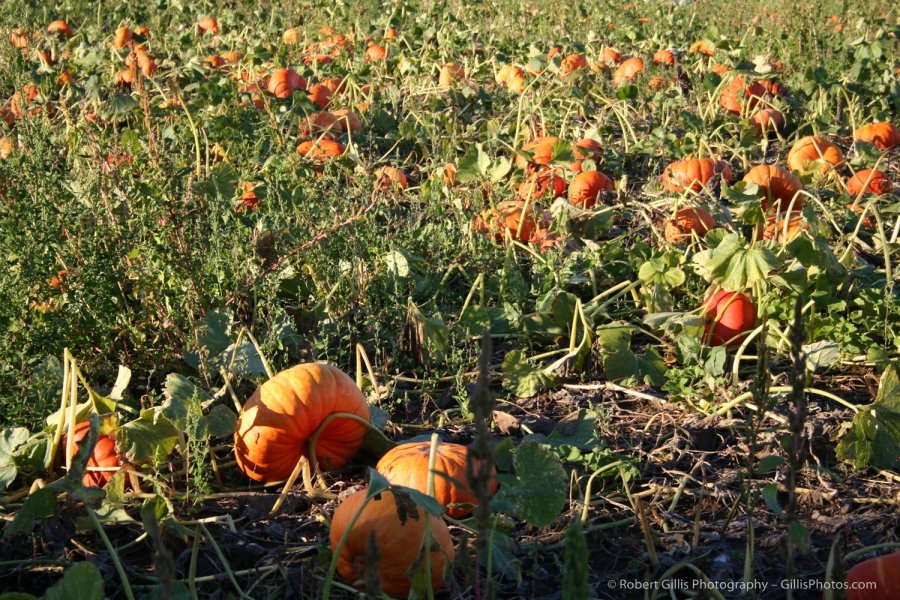 06 Pumpkins - Pumpkin Patch