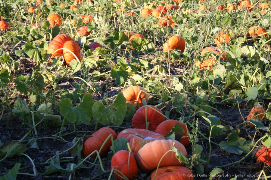 07 Pumpkins - Pumpkin Patch