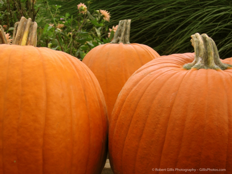 08 Pumpkins