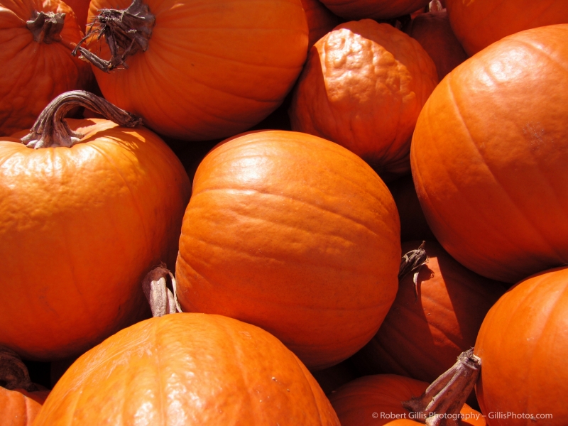 12 Pumpkins