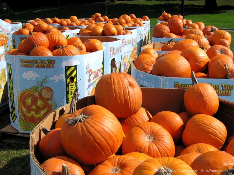 13 Pumpkins