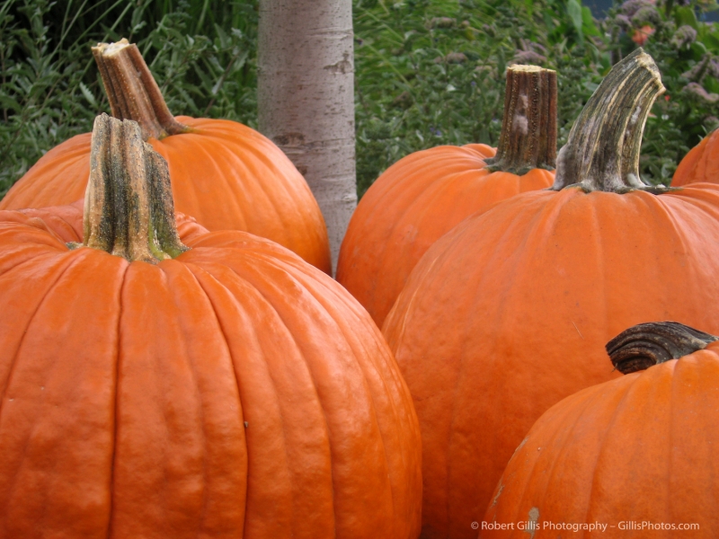 16 Pumpkins