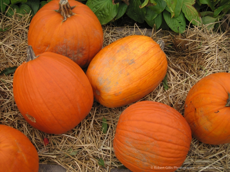 17 Pumpkins