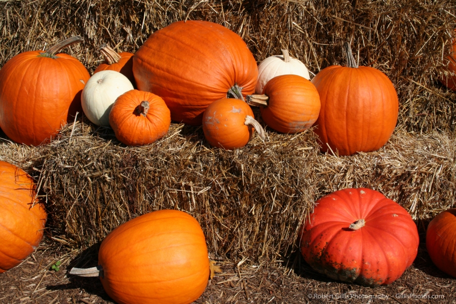 18 Pumpkins - Shady Pumpkin