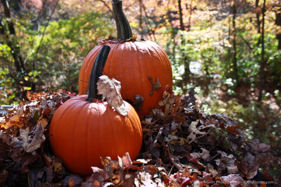 19 Pumpkins - Shady Pumpkin