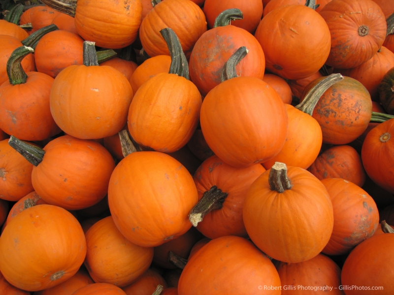 20 Pumpkins - Sugar Pumpkins
