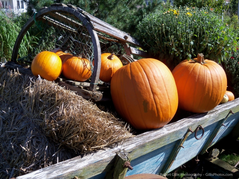 21 - Pumpkins - Ogunquit