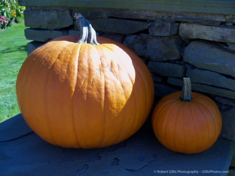 22 - Pumpkins - Ogunquit