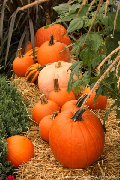 24 - Pumpkins - Ogunquit - Meadowmere