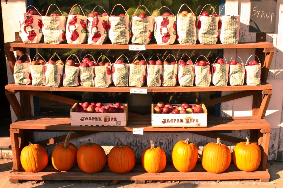 26 Pumpkins and Apples - Glen NH