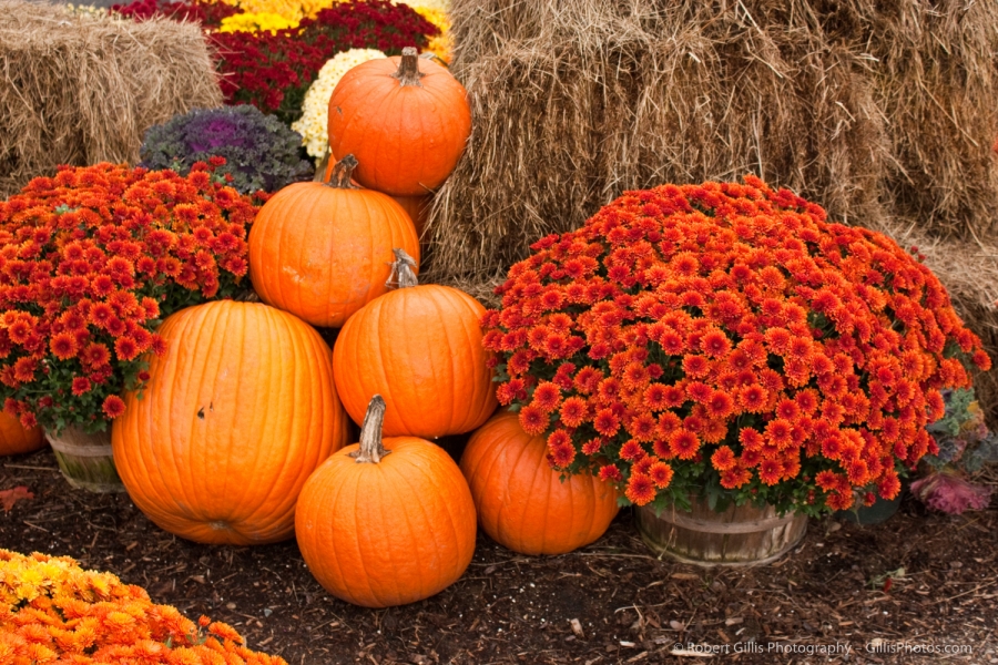 27 Pumpkins - Bretton Woods