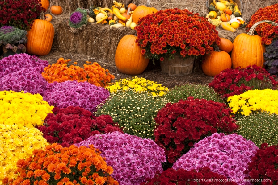 28 Pumpkins and Mums - Bretton Woods