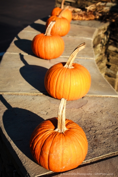 32 Pumpkin - Ogunquit - Meadowmere