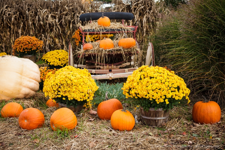 33 Pumpkins - Ogunquit