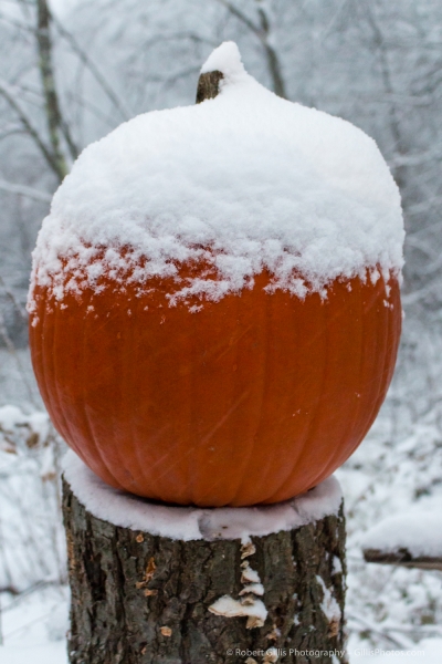 34 Snow Covered Pumpkin - When Holidays Collide