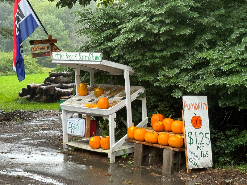 35 Pumpkin - Pumpkins At Foxboro Roadside Little Brook Farm Stand