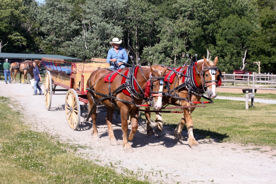 09 Acadia - Wildwood Stables Carraige Ride Maine