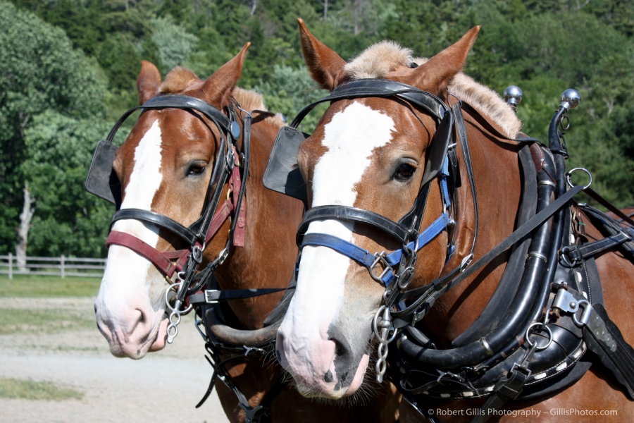 10 Acadia - Wildwood Stables Horses