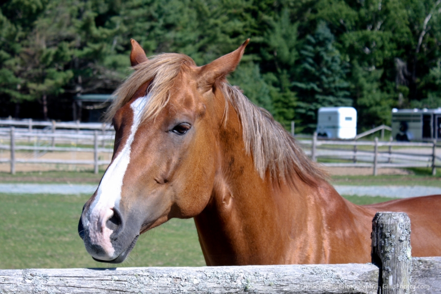 11 Acadia - Wildwood Stables Horses