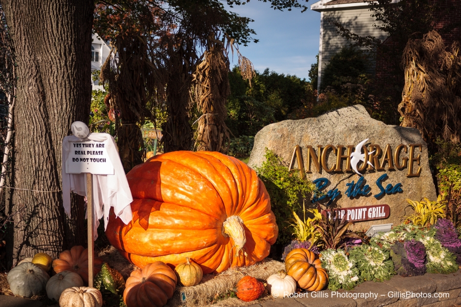 22 Ogunquit Halloween - Anchorage Large Pumpkins Daylight