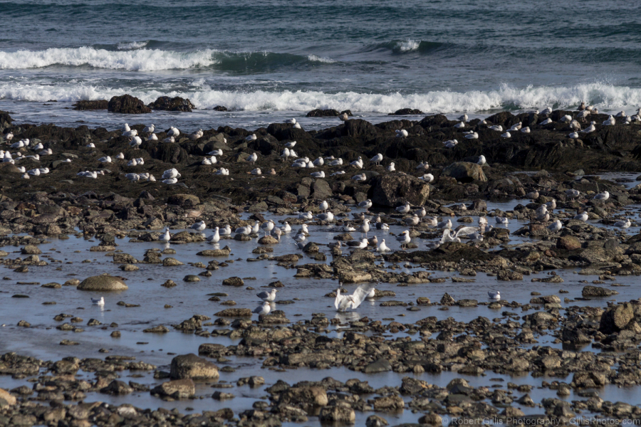 14-Maine-York-Long-Sands-Seagulls-Meeting