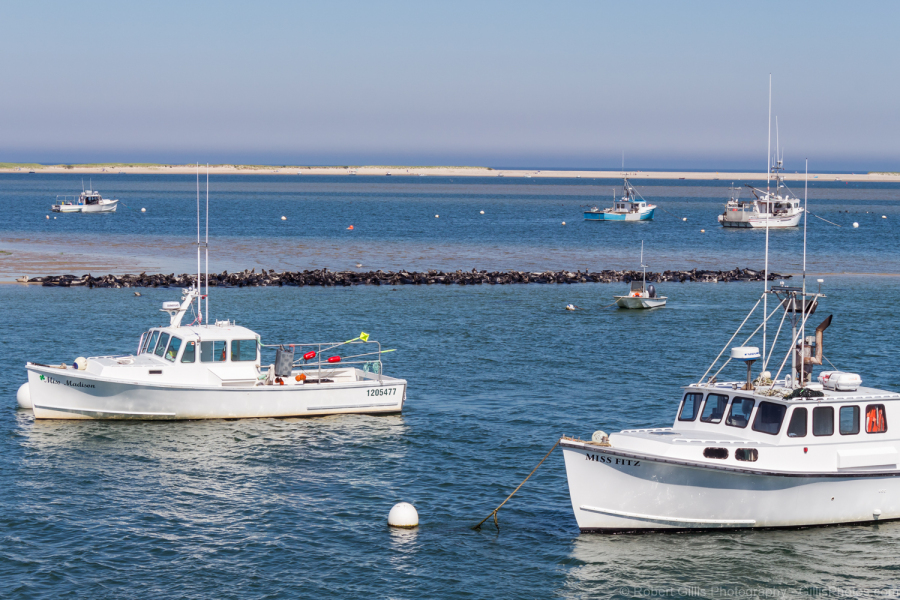 320-Cape-Cod-Chatham-–-Sea-Lions-Pod-View-From-Wharfinger-Fish-Pier