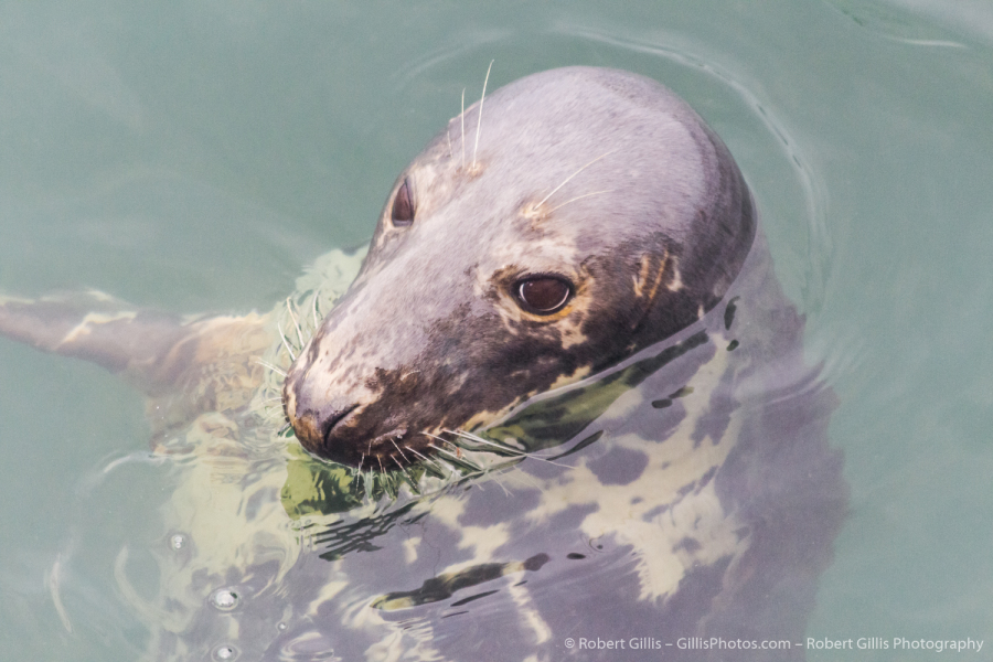 327-Cape-Cod-Chatham-–-Seal-Pup