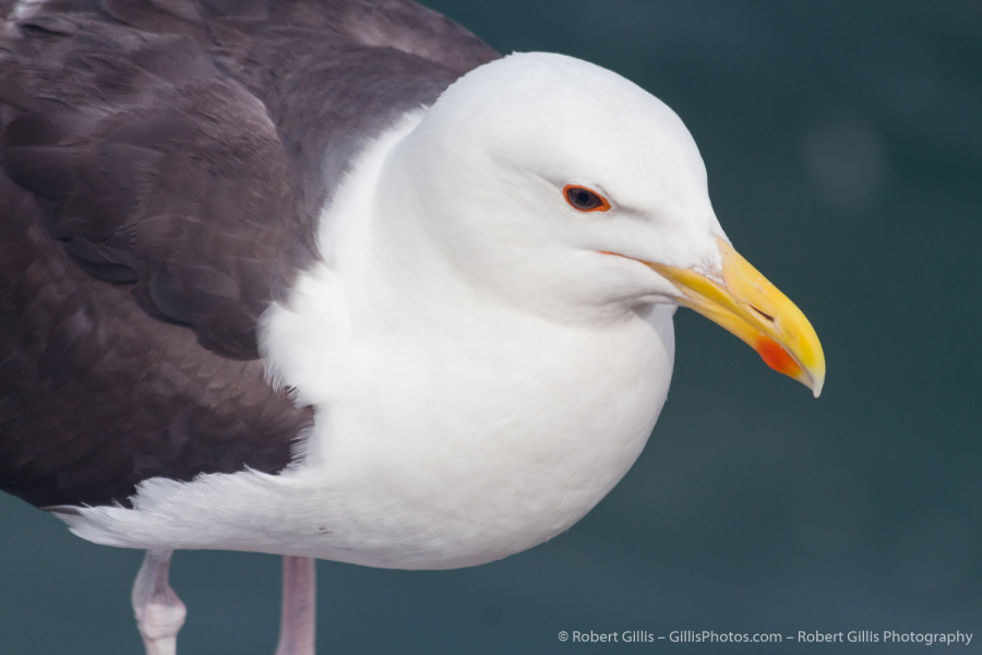 328-Cape-Cod-Chatham-–-Seagull-Closeup