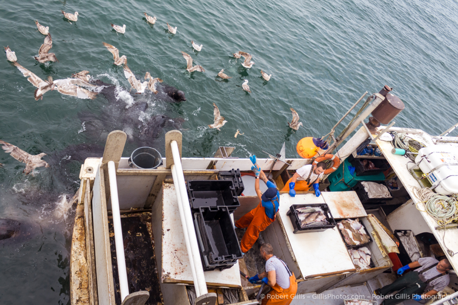 329-Cape-Cod-Chatham-–-Fishing-Boat-Unicorn-Bringing-In-Daily-Catch