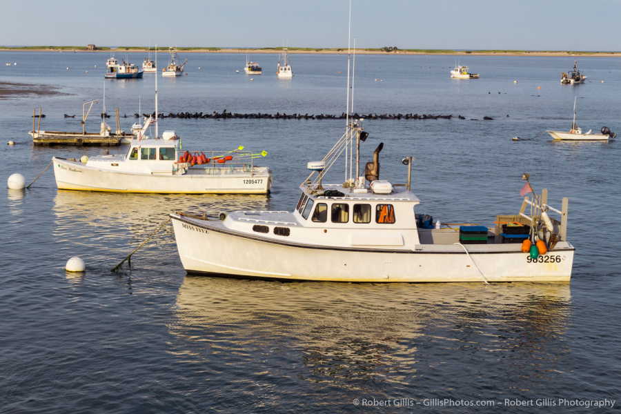 330-Cape-Cod-Chatham-–-Seals-Gather-At-Jetty