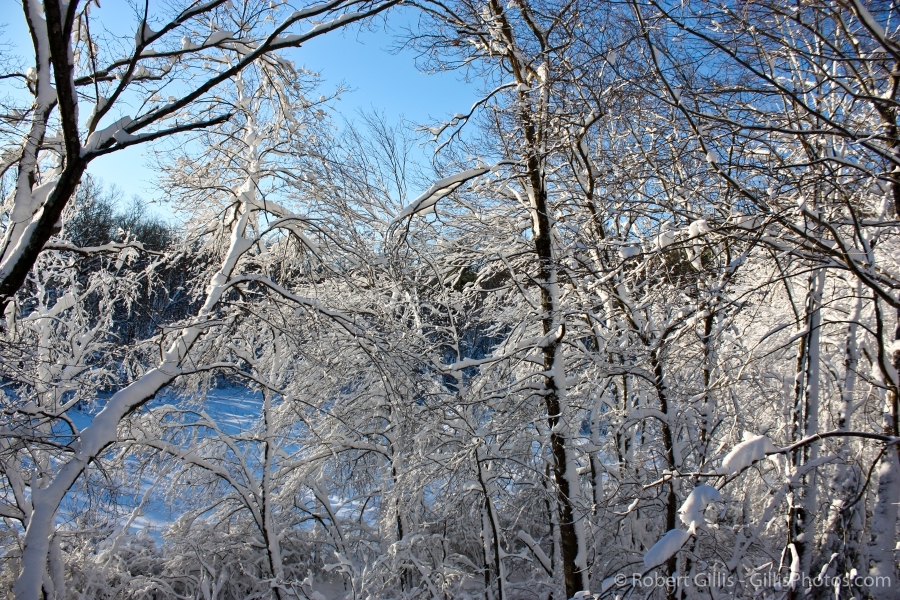 10-Winter-Foxboro-Trees