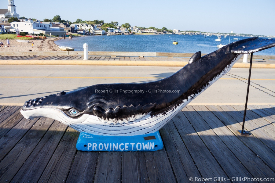 31-Provincetown-Humpback-Whale