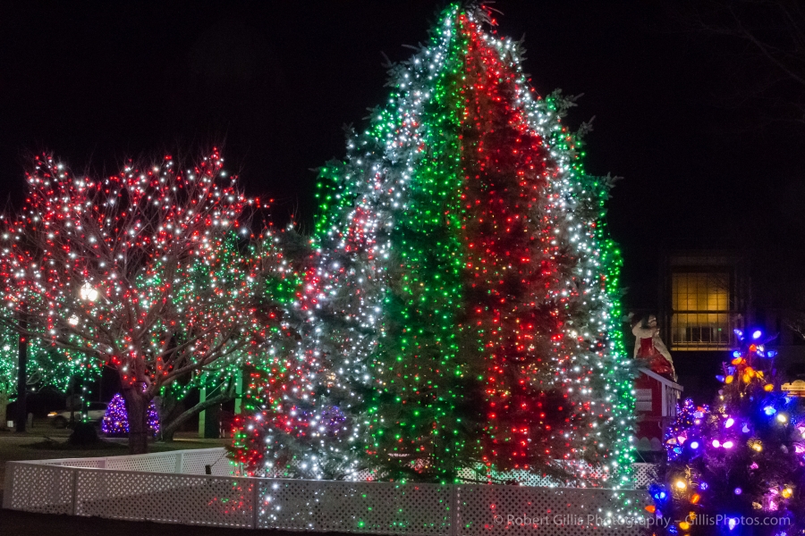 10 Taunton - Christmas Display on Taunton Green - Beautiful Tree