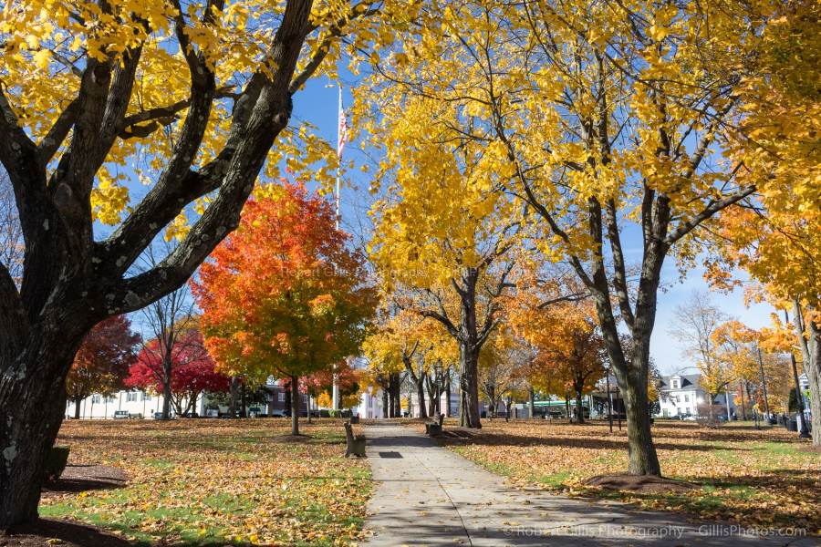 080 Foxboro - Common in Autumn - Beautiful Leaves