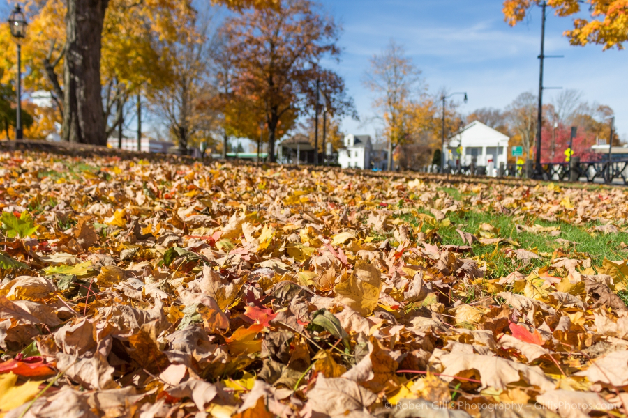 082 Foxboro - Common in Autumn - Beautiful Leaves