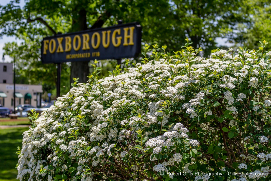 74 Foxboro - Signs Of Spring - Flowers
