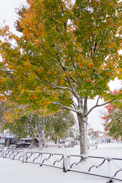 95-Foxboro-Snow-trees-in-Autumn