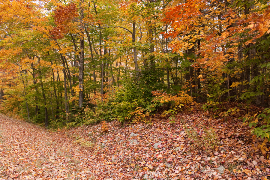 35-Bartlett-Bear-Notch-Road-Fall-Foliage