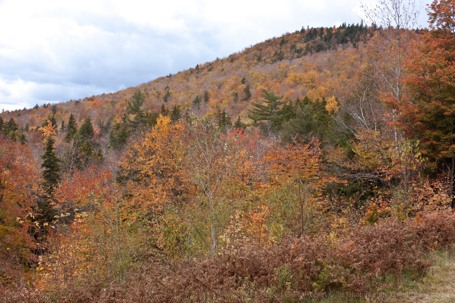 37-Bartlett-Bear-Notch-Road-Fall-Foliage